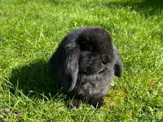 Mini Lop rabbits Mini Lop READY NOW last one 5th April - Advert 10