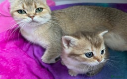British Shorthair cats for sale: BSH black golden GCCF pedigree British Cat - Advert 1