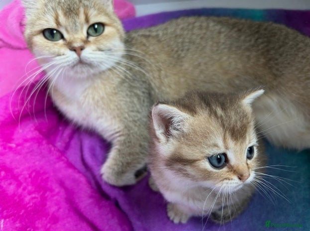 British Shorthair cats BSH black golden GCCF pedigree British Cat - Advert 1