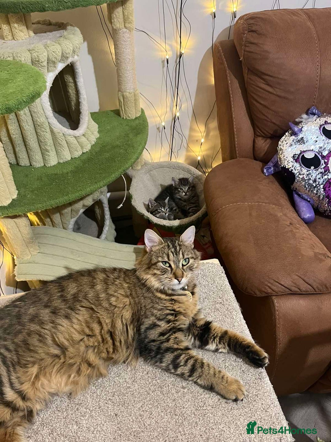 Mixed Breed cats for sale: Adorable kittens - Advert 7