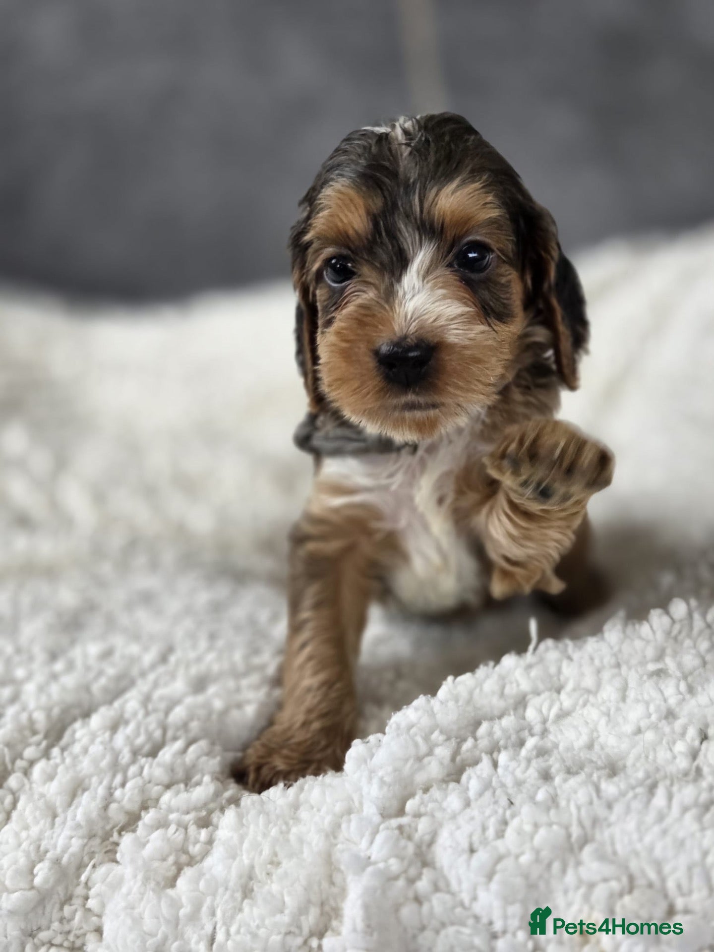 Cockapoo dogs Stunning Cockapoo Pups - Advert 9