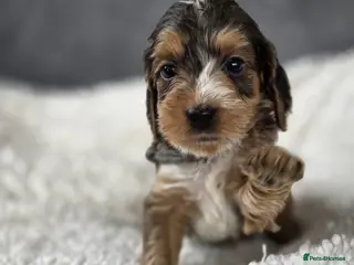 Cockapoo dogs Stunning Cockapoo Pups - Advert 9
