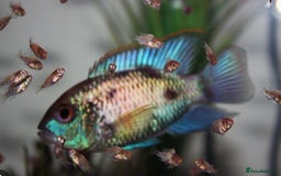 Cichlids fish for sale: Electric Blue Acara - Image 1