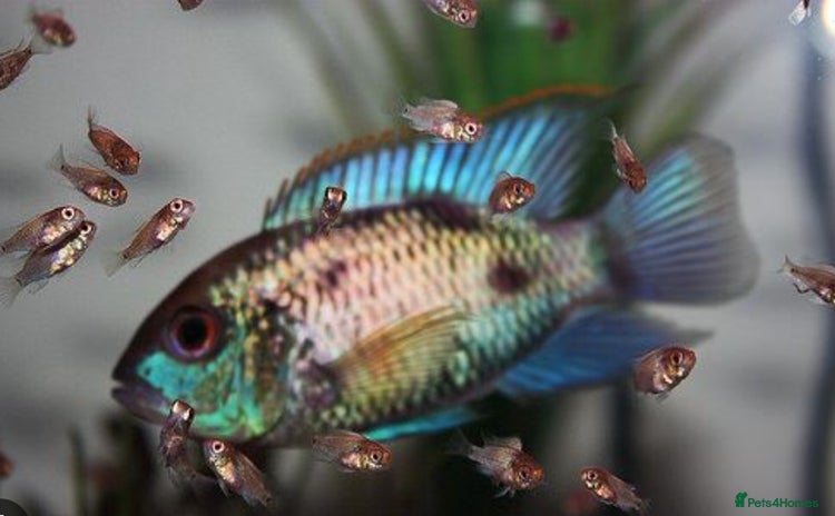 Cichlids fish - Advert 1