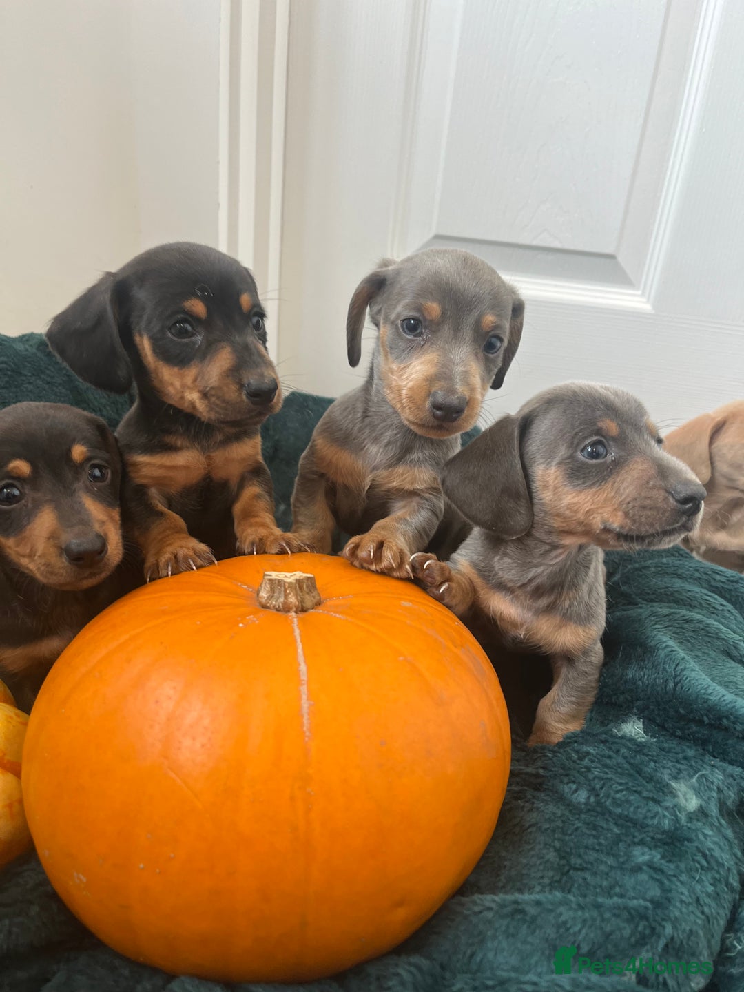 Dachshund dogs for sale: 6 beautiful dachshund puppies  - Image 8