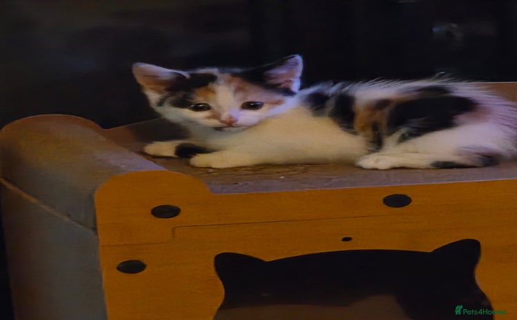 Mixed Breed cats - Advert 5