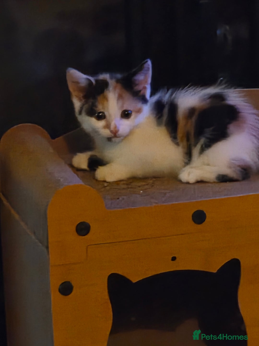 Mixed Breed cats for sale: Female kitten - Image 1
