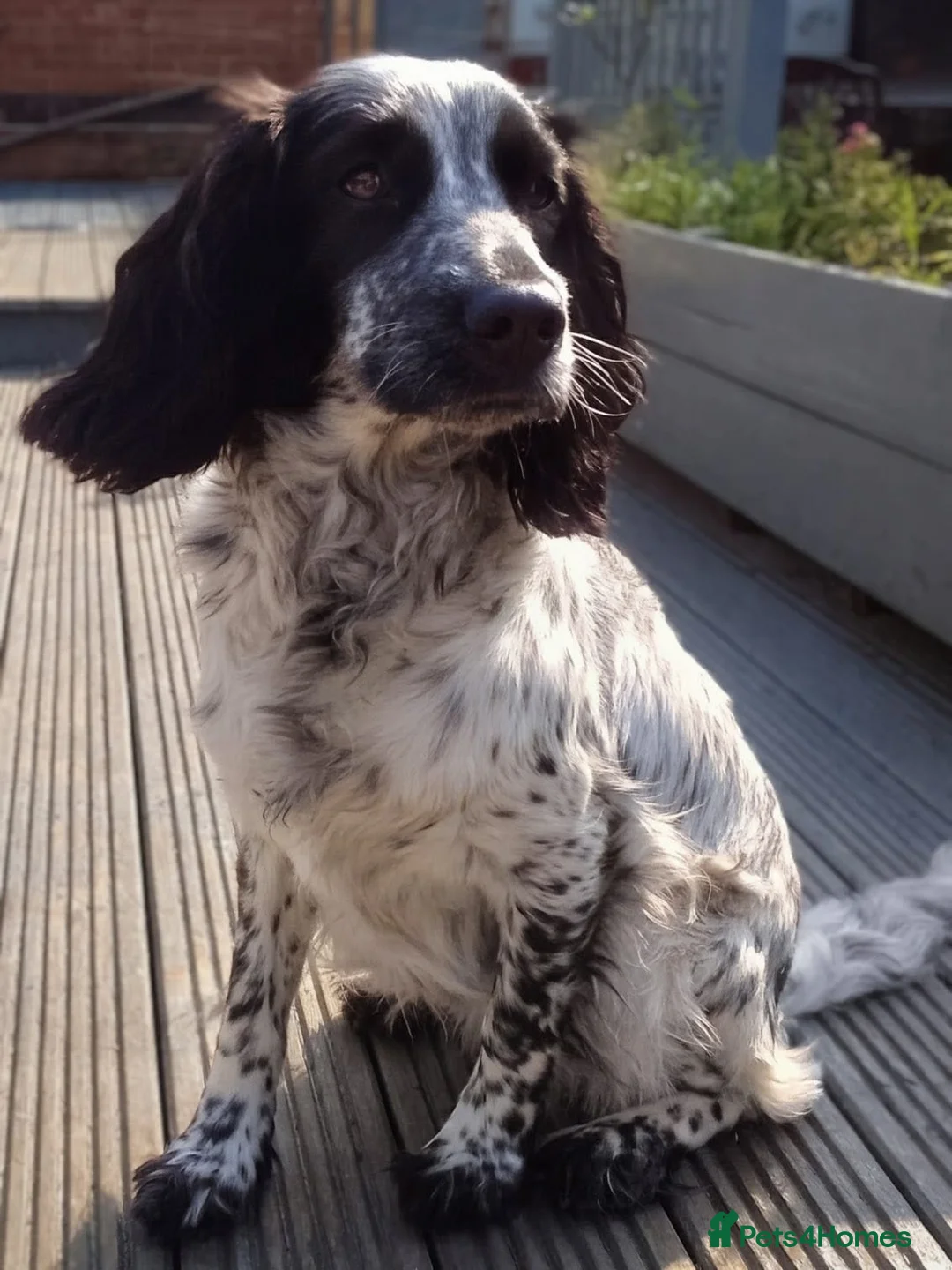 Sprocker dogs for sale: Miss Beau  in Retford - Advert 8