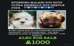 Cavapoo dogs for sale: VERY GENTLE F1b CAVAPOO~ LOVING HOME REQUIRED  - Image 8