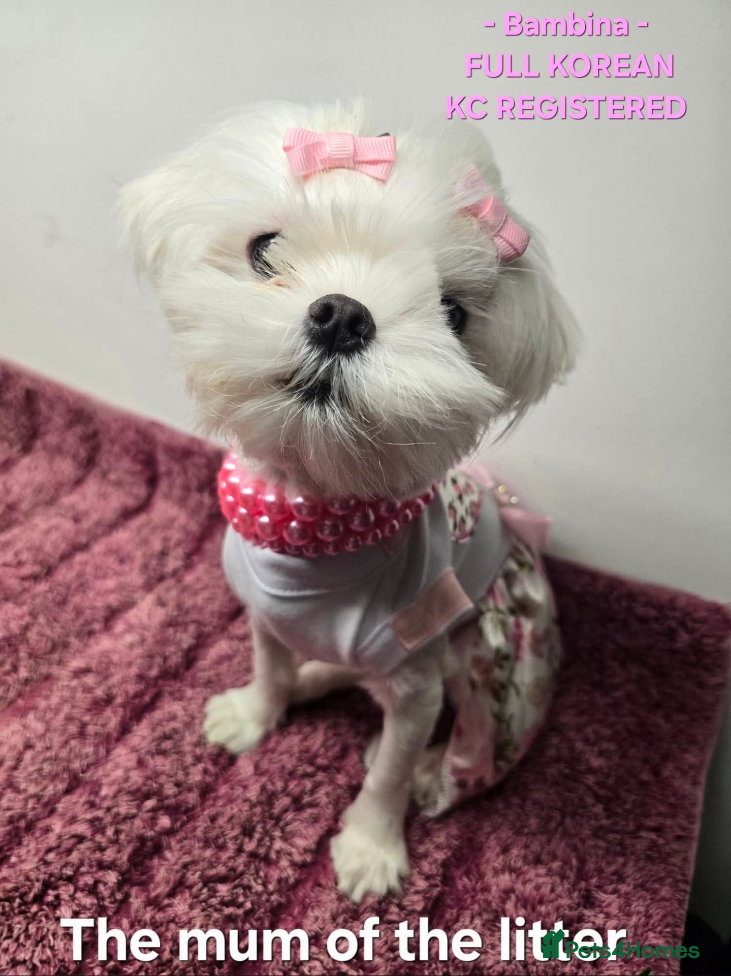 Maltese dogs FULL KOREAN BABY BOY READY NOW IN WEST LONDON - Advert 1