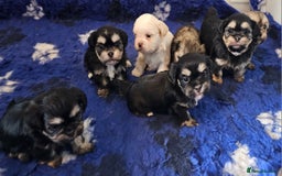 Shih Tzu dogs for sale: Beautiful Shih Tzu Puppies  - Image 27