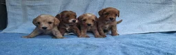 Cavapoo dogs for sale: Beautiful cavapoo puppies  - Advert 14