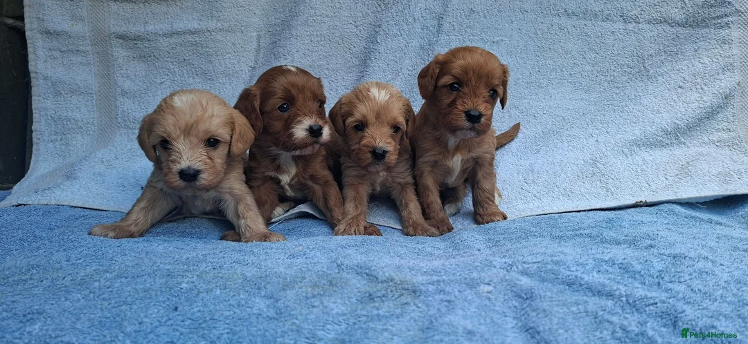 Cavapoo dogs for sale: Beautiful cavapoo puppies  - Advert 14