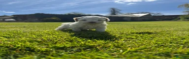 Lagotto Romagnolo Puppy 3