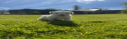 Lagotto Romagnolo dogs for sale: Lagotto Romagnolo - Advert 13