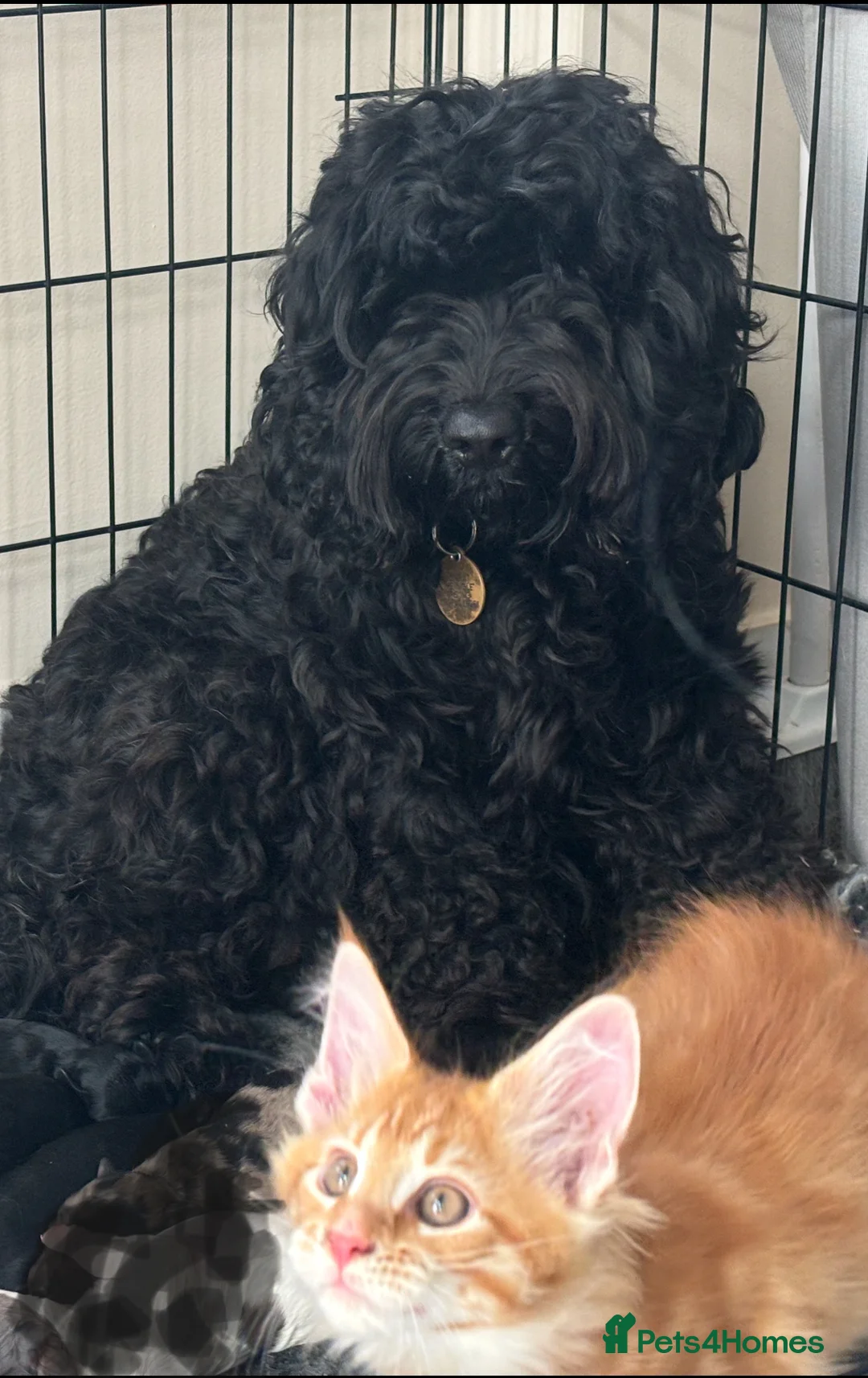 Golden Retriever dogs for sale: 2 girls going together  - Advert 6