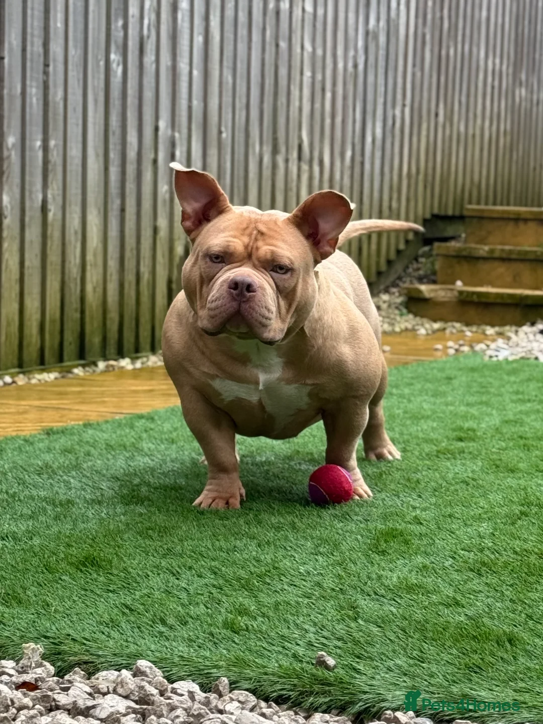 American Bully dogs for sale: American pocket Bully Female 2 Years Old - Advert 7
