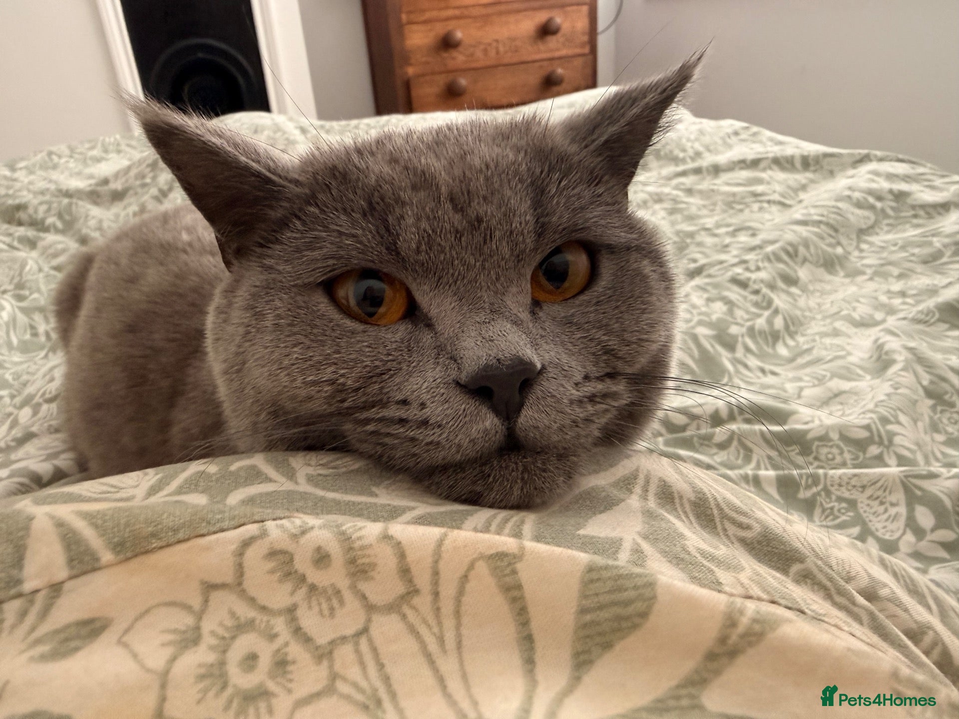 British Shorthair cats My 2 loving boys. - Advert 4