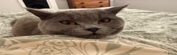 British Shorthair cats for sale: My 2 loving boys. - Advert 1