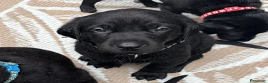 Puppy 5 - Black Labrador Retriever - Male