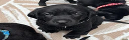 Labrador Retriever dogs for sale: *READY 30/7/26, KC Reg Black Labrador Puppies* - Advert 18