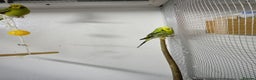 Budgerigars birds for sale: 4 green budgies 3 female 1 male - Advert 3