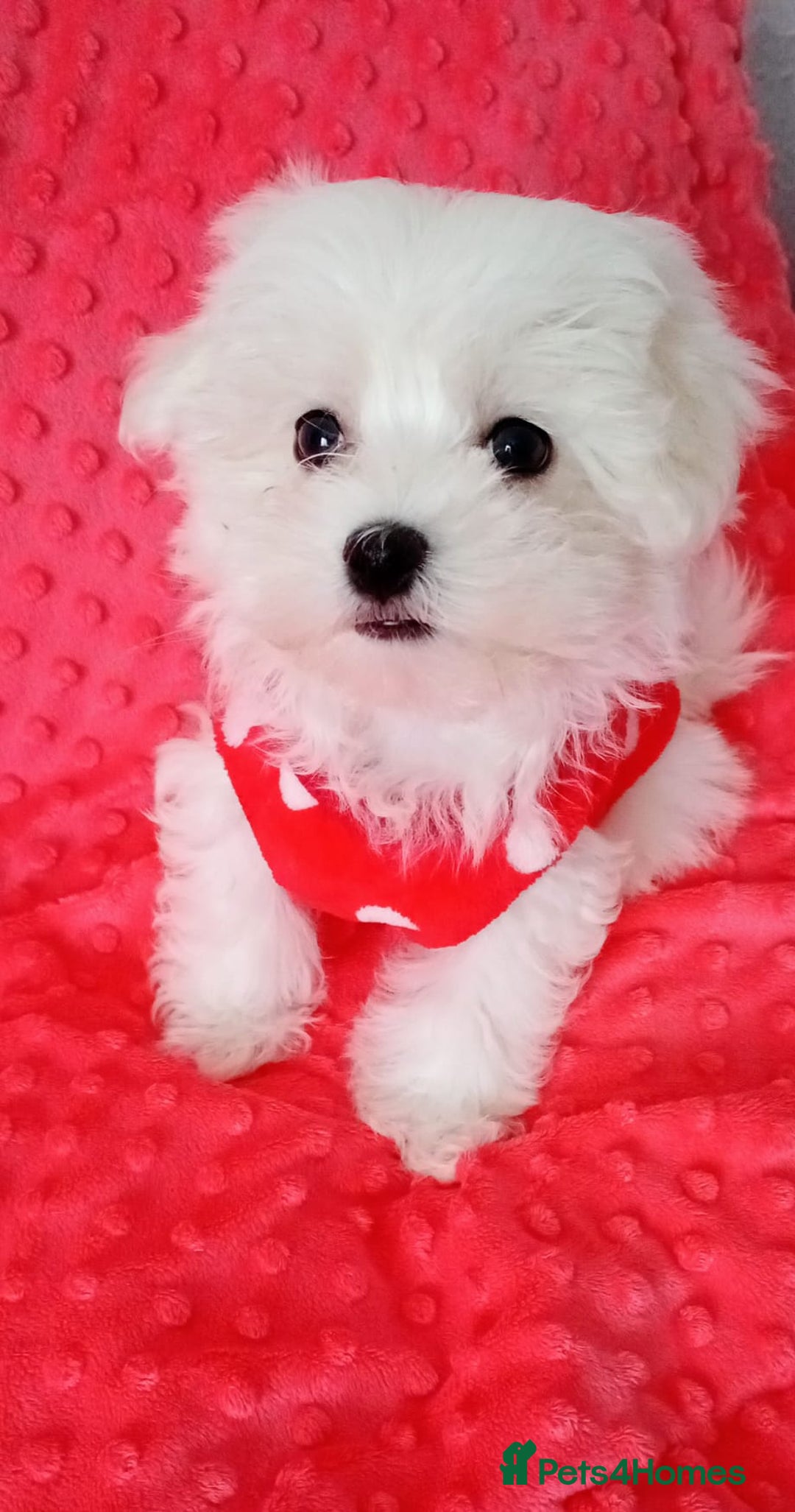 Maltese dogs for sale: Last one Tiny Maltese Boy. Ready now.New pictures - Advert 1