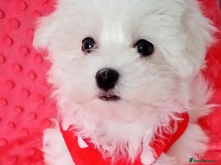 Maltese dogs Last one Tiny Maltese Boy. Ready now.New pictures - Advert 5