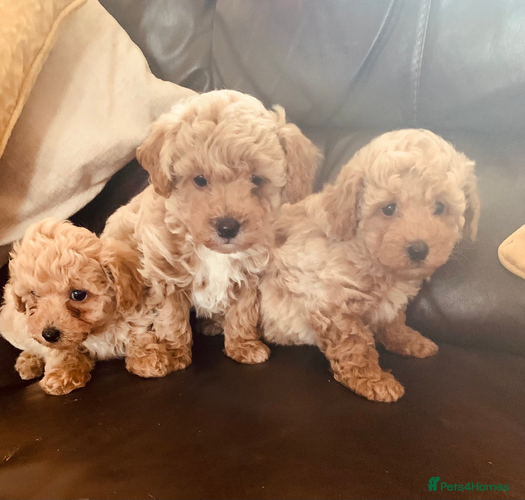 Poochon dogs for sale: Outstanding Poochon puppies - Advert 13