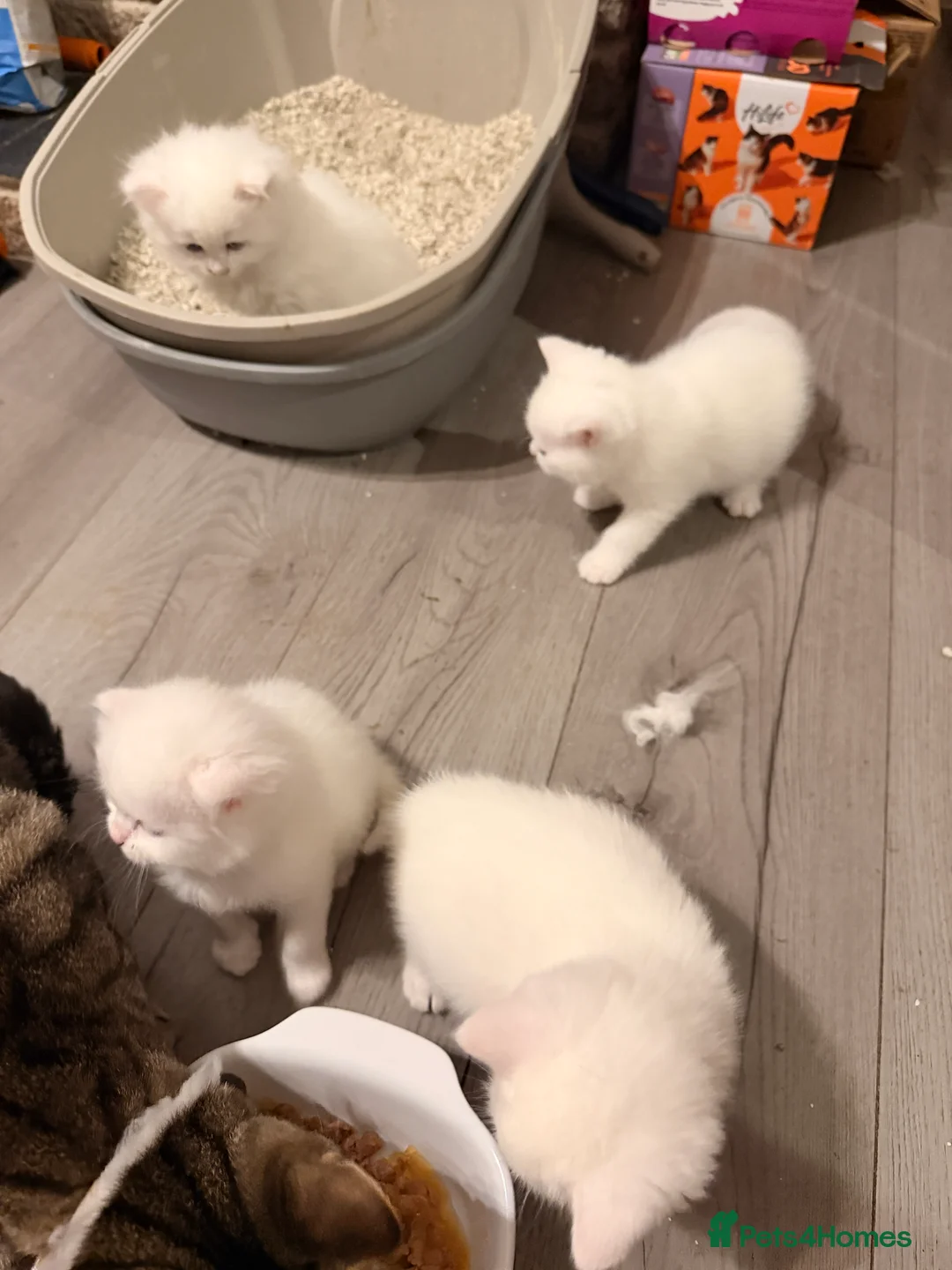 Persian cats for sale: Ready soon, 5 persian X kittens - Advert 27