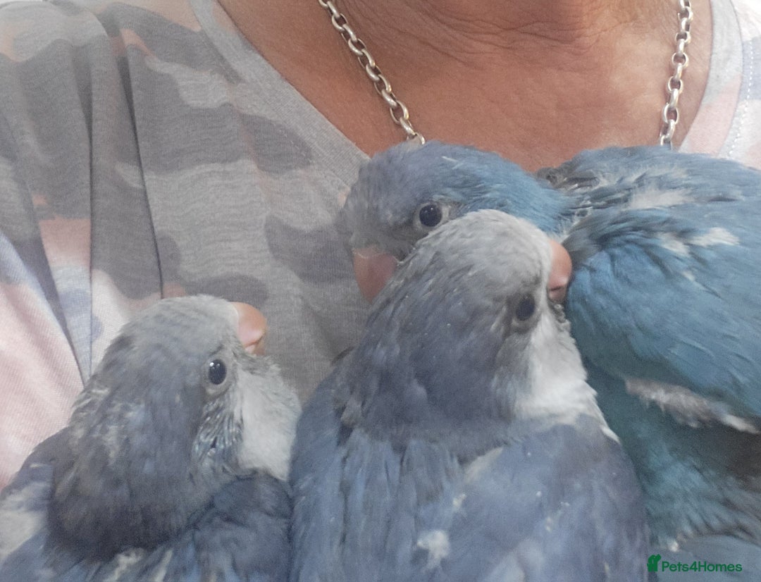 Parrots birds for sale: Handreared baby Quaker parrots Dna tested - Image 12