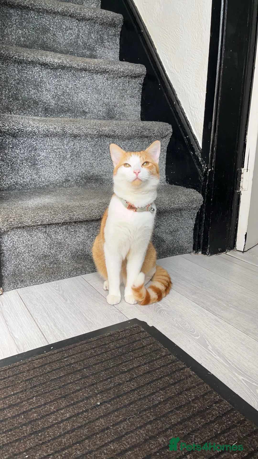 Domestic Shorthair cats for sale: Domestic short hair. in Oldham - Advert 1