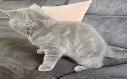 British Shorthair cats for sale: British Shorthair Female kitten-Ready to leave now in Keighley - Image 5
