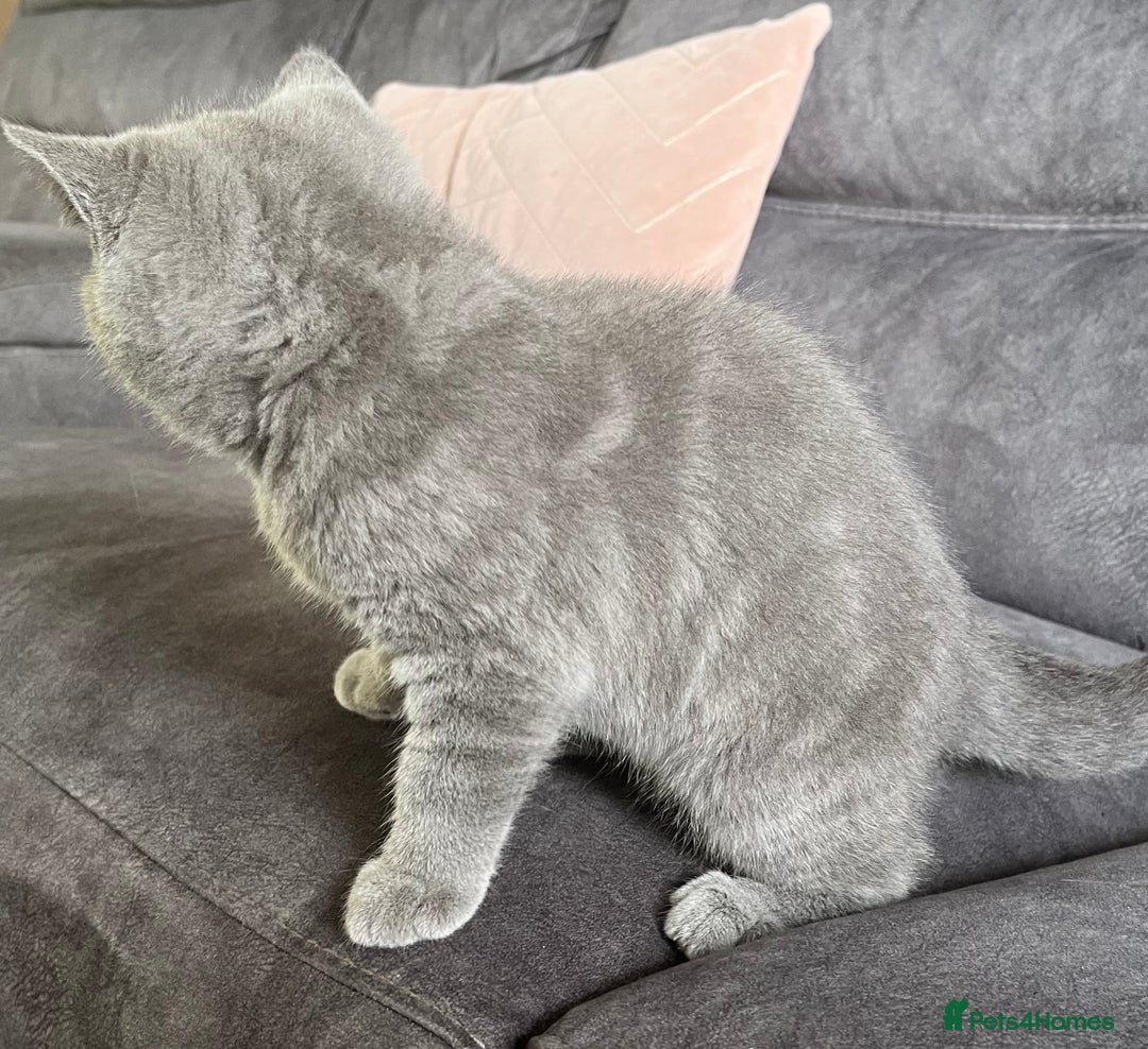 British Shorthair cats for sale: British Shorthair Female kitten-Ready to leave now in Keighley - Image 5