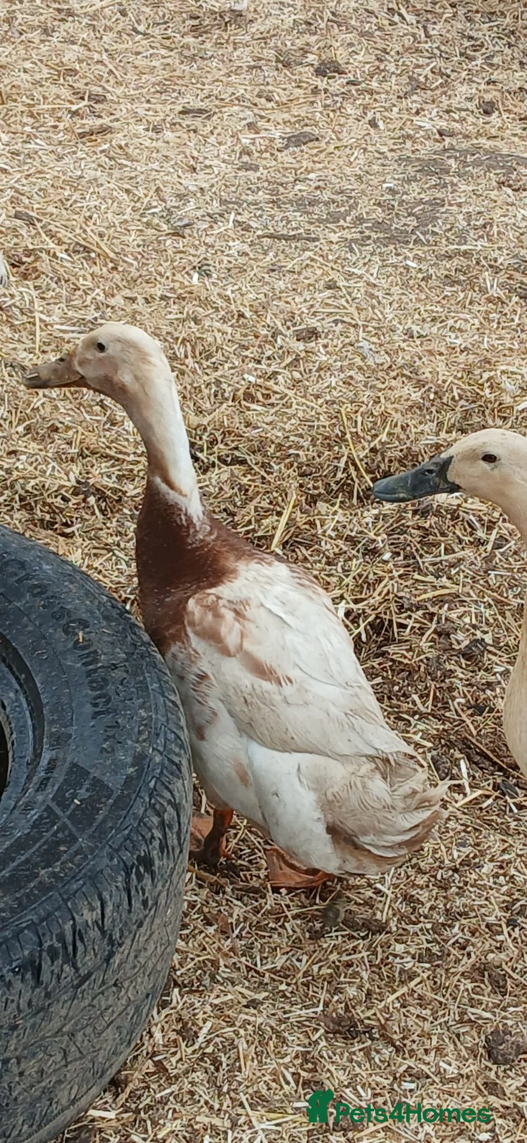 Ducks poultry for sale: Beautiful welsh harlequin duck - Advert 1