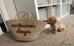 Dachshund dogs for sale: Miniature smooth haired cream dachshund puppy male - Image 8