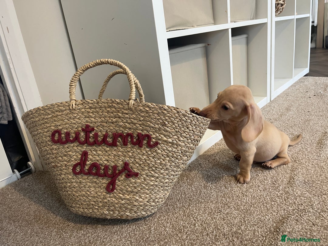 Dachshund dogs for sale: Miniature smooth haired cream dachshund puppy male - Image 8