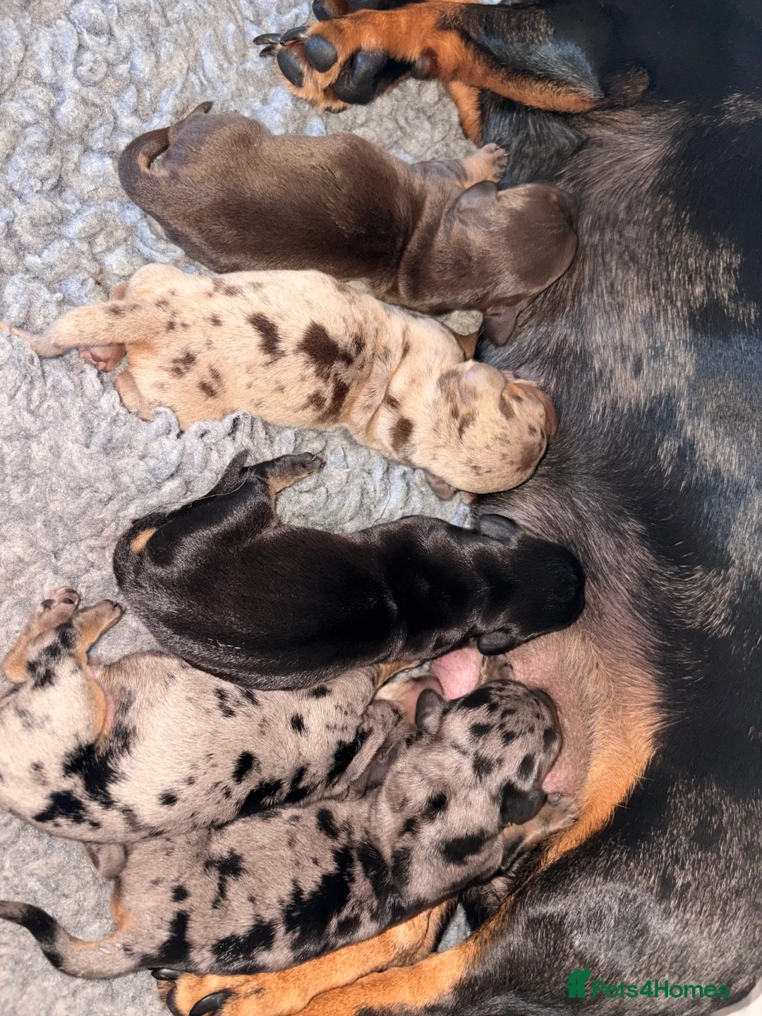 Miniature Dachshund dogs for sale: Miniature dachshund puppies just been born🐶 in Bury - Advert 2