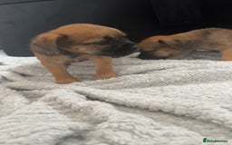 Border Terrier dogs for sale: 2 Lovely border pups - Image 9