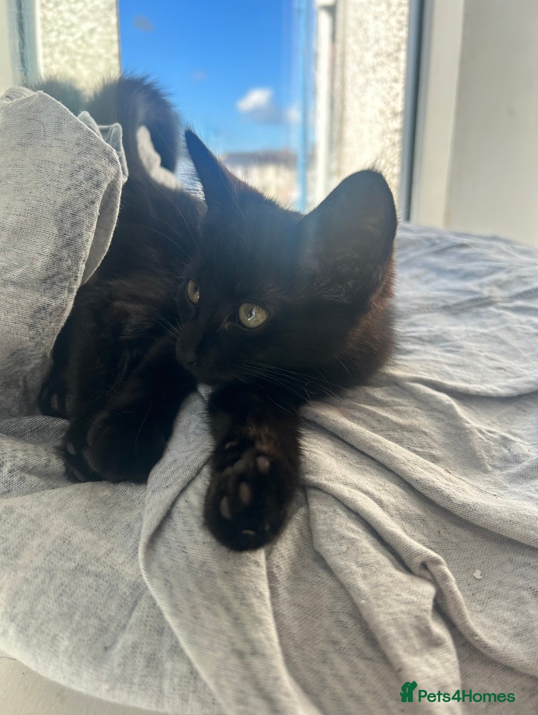 Mixed Breed cats for sale: Social black kitten - Image 2