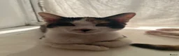 Mixed Breed cats for sale: 2 sister kittens available for forever homes - Advert 3