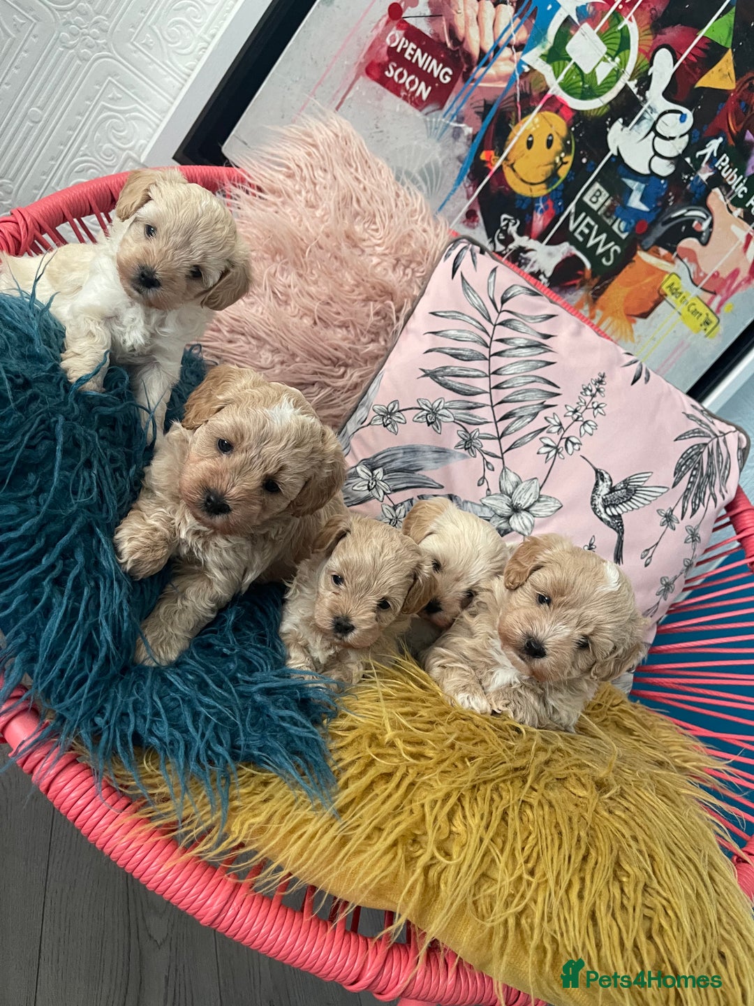 Maltipoo dogs for sale: ❤️XS TOY MALTIPOOS❤️ - Image 3
