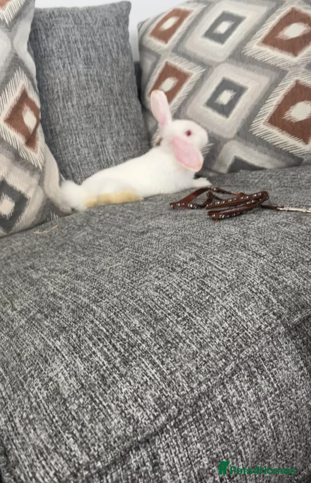 Mini Lop rabbits for sale: Adult White mini lop rabbit for sale  - Advert 5