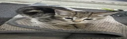 Domestic Shorthair cats for sale: Lovely tabby kittens - Advert 23