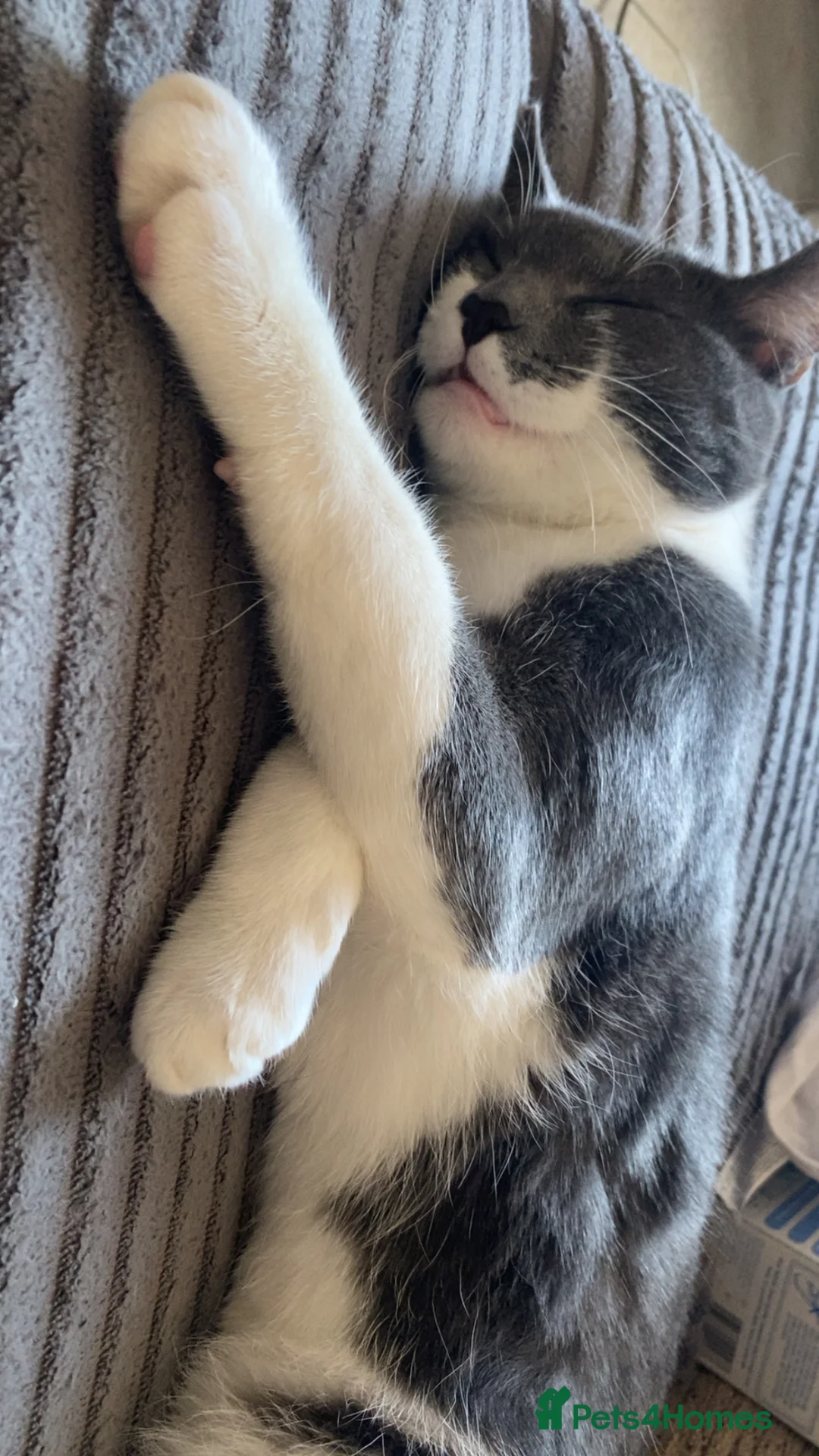 Mixed Breed cats for sale: White and grey boy  - Advert 3