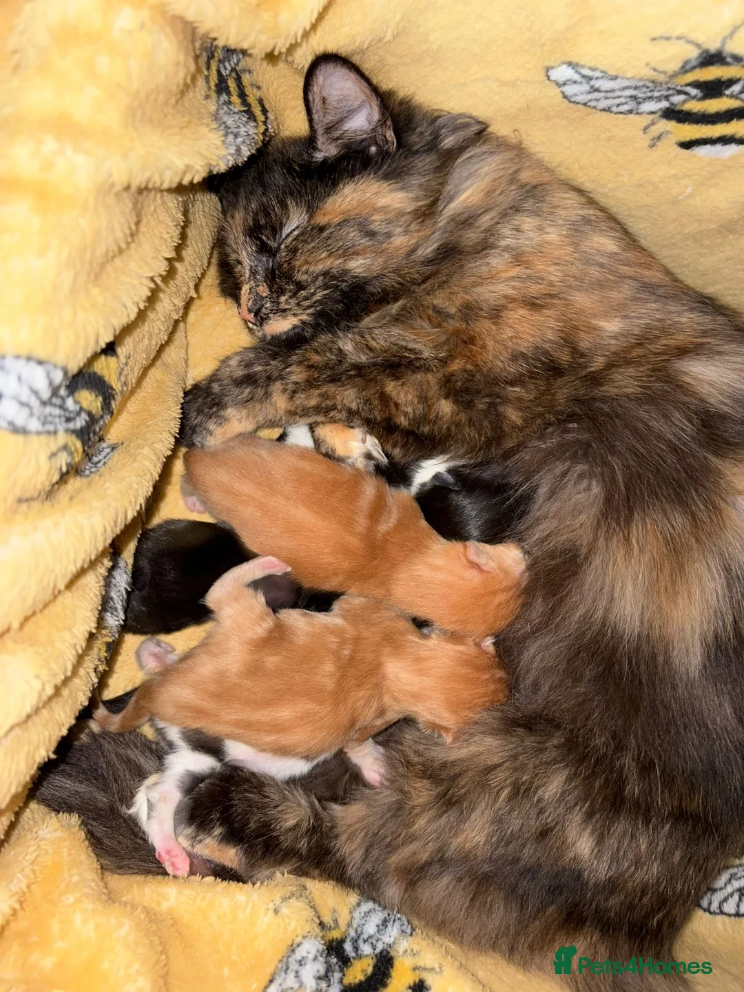 Domestic Shorthair cats for sale: Beautiful long hair kittens - Advert 2
