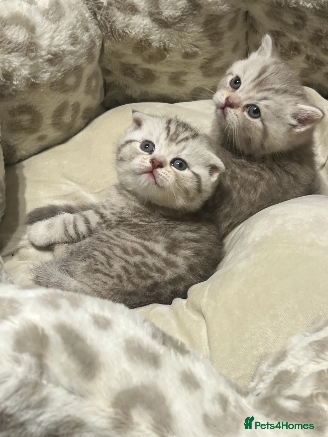 British Shorthair cats for sale: Chocolate spotted very rare kittens 🐱  - Advert 5