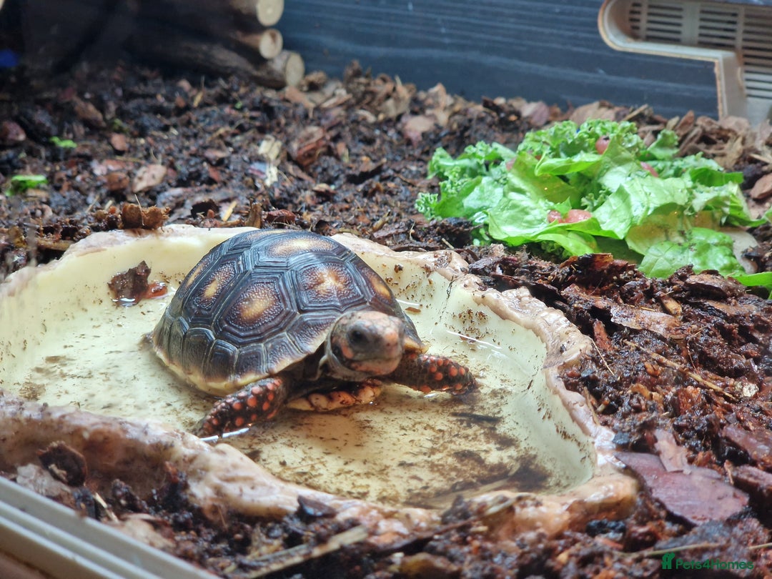 Tortoise reptiles for sale: Redfoot tortoise  - Advert 2
