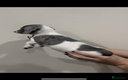 Miniature Dachshund dogs for sale: 4 MINIATURE DACHSHUND PUPPIES 🤍  - Advert 11