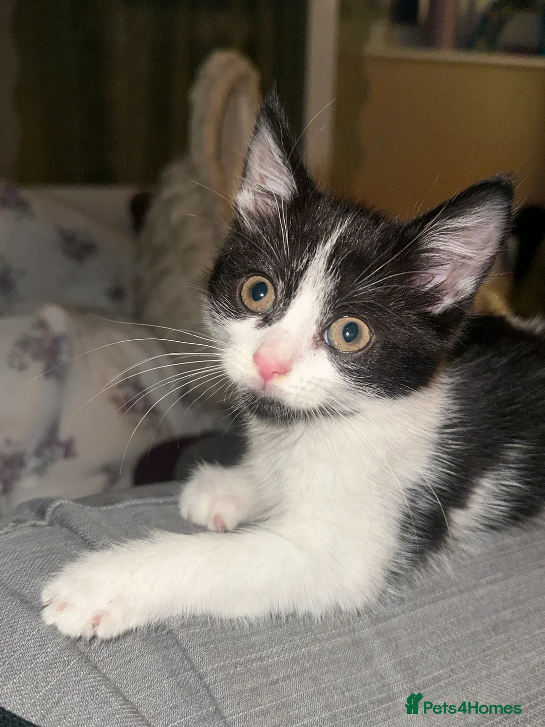 Mixed Breed cats for sale: mixed breed female kitten in need of a home!! - Advert 6